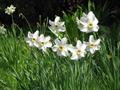 Narcissus poeticus